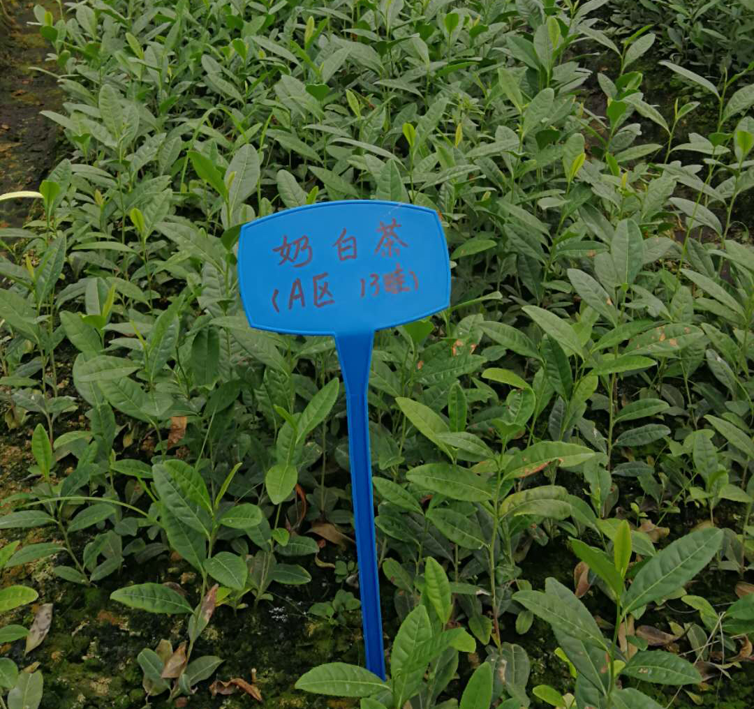 茶树植物学特征特性